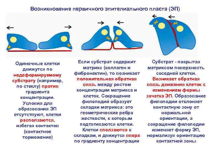 Возникновение первичного эпителиального пласта (ЭП) Одиночные клетки движутся по недеформируемому субстрату (например, по стеклу)