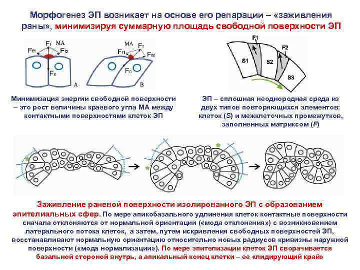 Морфогенез ЭП возникает на основе его репарации – «заживления раны» , минимизируя суммарную площадь