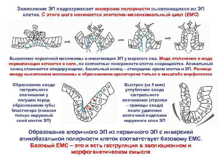 Заживление ЭП подразумевает инверсию полярности выселяющихся из ЭП клеток. С этого шага начинается эпителио-мезенхимальный
