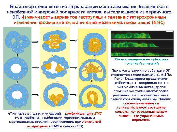 Бластопор появляется из-за репарации места замыкания бластопора с неизбежной инверсией полярности клеток, выселяющихся из