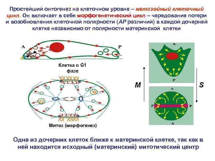 Простейший онтогенез на клеточном уровне – метазойный клеточный цикл. Он включает в себя морфогенетический