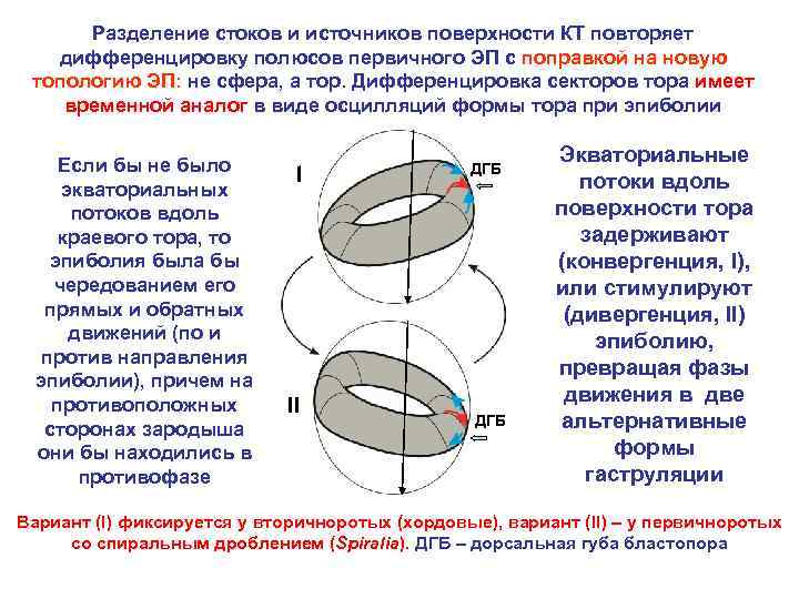 Разделение стоков и источников поверхности КТ повторяет дифференцировку полюсов первичного ЭП с поправкой на