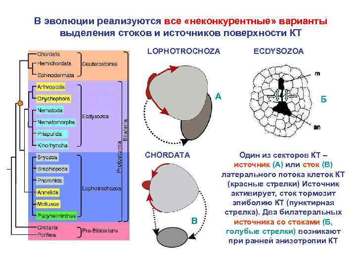 В эволюции реализуются все «неконкурентные» варианты выделения стоков и источников поверхности КТ LOPHOTROCHOZA А