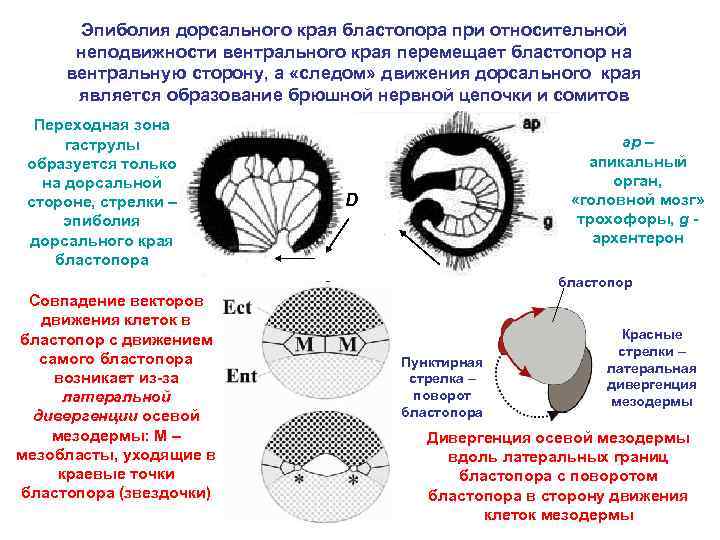Эпиболия дорсального края бластопора при относительной неподвижности вентрального края перемещает бластопор на вентральную сторону,