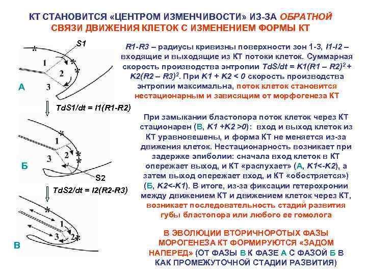 КТ СТАНОВИТСЯ «ЦЕНТРОМ ИЗМЕНЧИВОСТИ» ИЗ-ЗА ОБРАТНОЙ СВЯЗИ ДВИЖЕНИЯ КЛЕТОК С ИЗМЕНЕНИЕМ ФОРМЫ КТ S