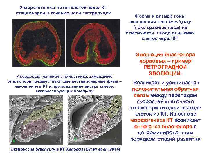 У морского ежа поток клеток через КТ стационарен в течение всей гаструляции У хордовых,