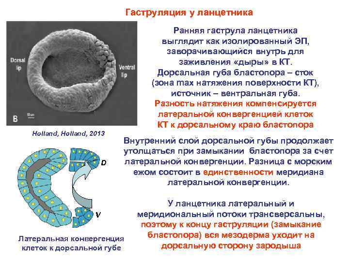 Гаструляция у ланцетника Ранняя гаструла ланцетника выглядит как изолированный ЭП, заворачивающийся внутрь для заживления