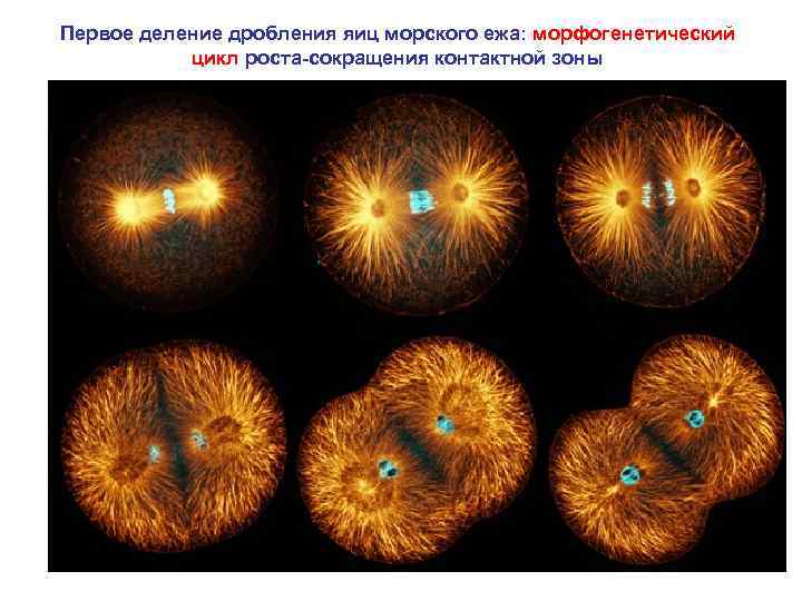 Первое деление дробления яиц морского ежа: морфогенетический цикл роста-сокращения контактной зоны 