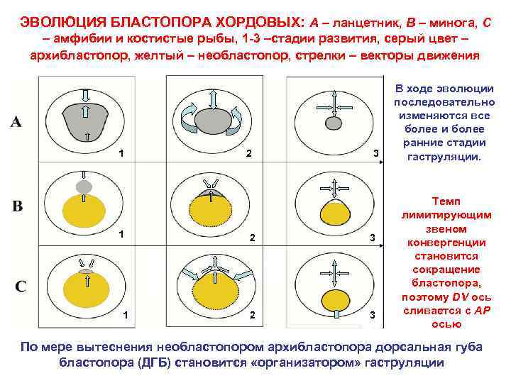 ЭВОЛЮЦИЯ БЛАСТОПОРА ХОРДОВЫХ: A – ланцетник, B – минога, C – амфибии и костистые