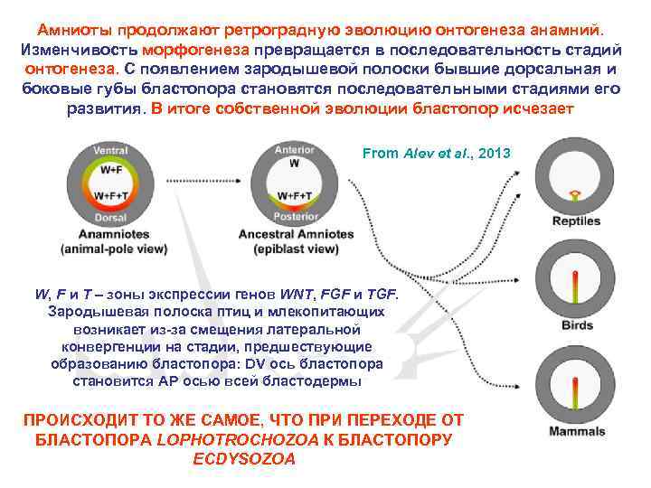 Амниоты продолжают ретроградную эволюцию онтогенеза анамний. Изменчивость морфогенеза превращается в последовательность стадий онтогенеза. С