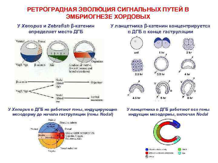 РЕТРОГРАДНАЯ ЭВОЛЮЦИЯ СИГНАЛЬНЫХ ПУТЕЙ В ЭМБРИОГНЕЗЕ ХОРДОВЫХ У Xenopus и Zebrafish β-катенин определяет место