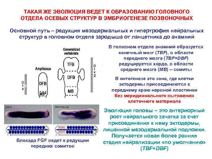 ТАКАЯ ЖЕ ЭВОЛЮЦИЯ ВЕДЕТ К ОБРАЗОВАНИЮ ГОЛОВНОГО ОТДЕЛА ОСЕВЫХ СТРУКТУР В ЭМБРИОГЕНЕЗЕ ПОЗВОНОЧНЫХ Основной