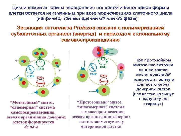 Циклический алгоритм чередования полярной и биполярной формы клетки остается неизменным при всех модификациях клеточного