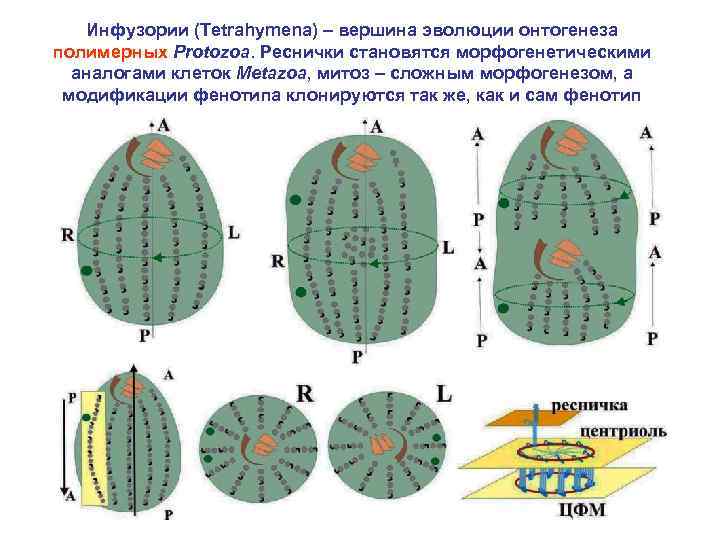 Инфузории (Tetrahymena) – вершина эволюции онтогенеза полимерных Protozoa. Реснички становятся морфогенетическими аналогами клеток Metazoa,