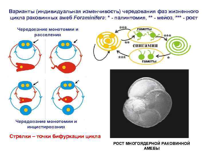 Варианты (индивидуальная изменчивость) чередования фаз жизненного цикла раковинных амеб Foraminifera: * - палинтомия, **