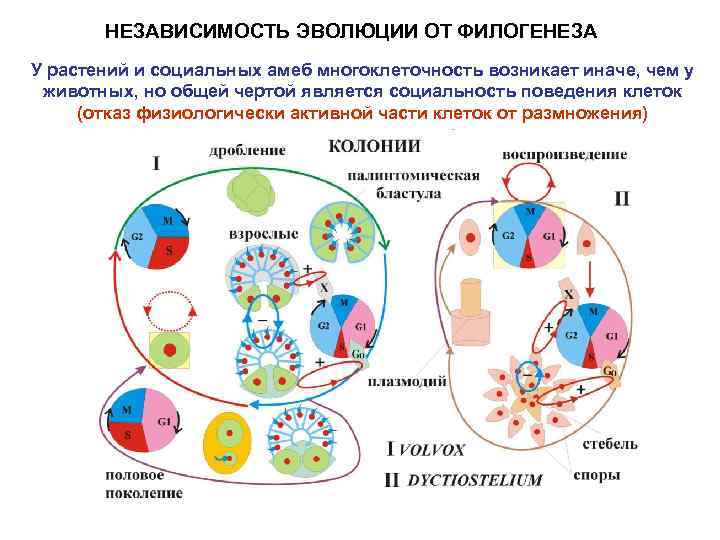 НЕЗАВИСИМОСТЬ ЭВОЛЮЦИИ ОТ ФИЛОГЕНЕЗА У растений и социальных амеб многоклеточность возникает иначе, чем у
