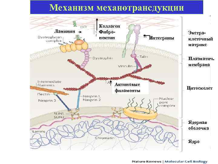 Механизм механотрансдукции Ламинин Коллаген Фибронектин Интегрины Экстраклеточный матрикс Плазматич. мембрана Актиновые филаменты Цитоскелет Ядерная