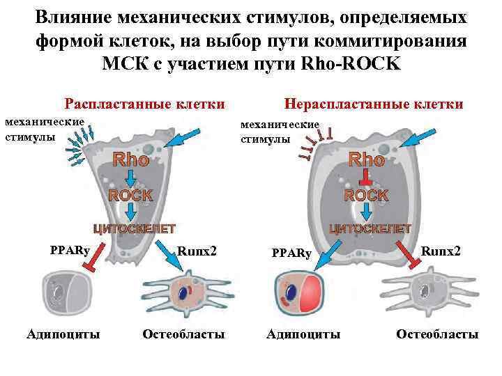 Влияние механических стимулов, определяемых формой клеток, на выбор пути коммитирования МСК с участием пути