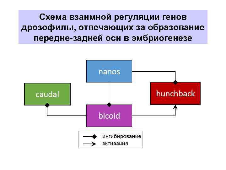 Схема взаимной регуляции генов дрозофилы, отвечающих за образование передне-задней оси в эмбриогенезе 