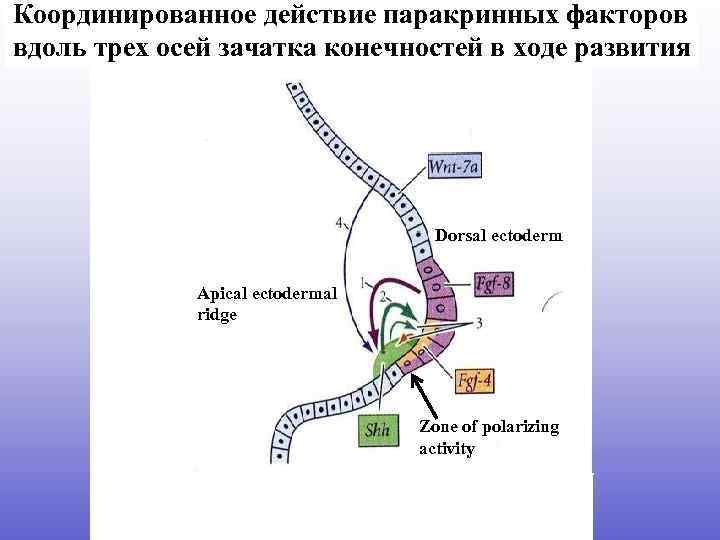 Координированное действие паракринных факторов вдоль трех осей зачатка конечностей в ходе развития Dorsal ectoderm