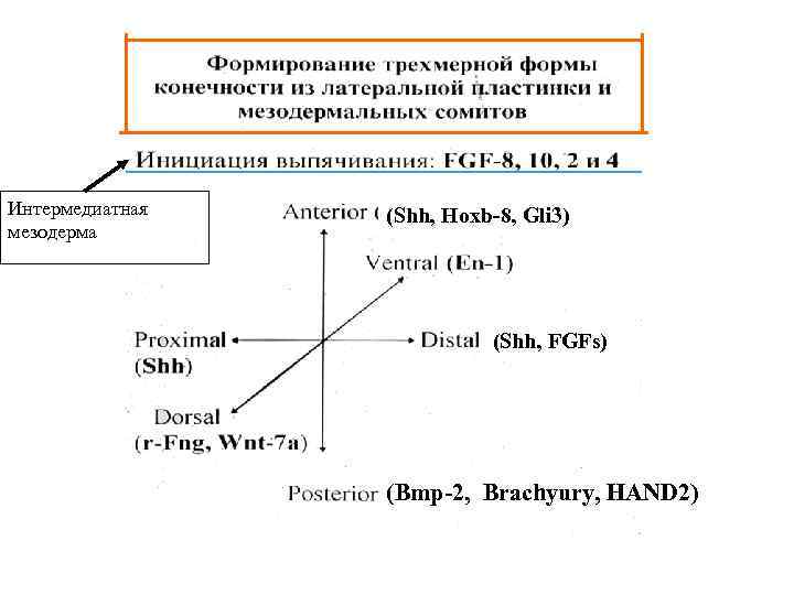 Интермедиатная мезодерма (Shh, Hoxb-8, Gli 3) (Shh, FGFs) (Bmp-2, Brachyury, HAND 2) 