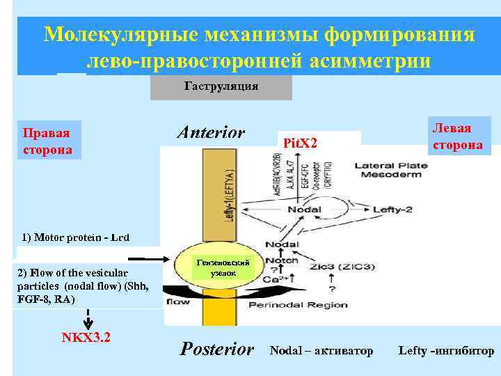 Молекулярные механизмы формирования лево-правосторонней асимметрии Гаструляция Правая Right сторона Anterior Pit. X 2 Левая