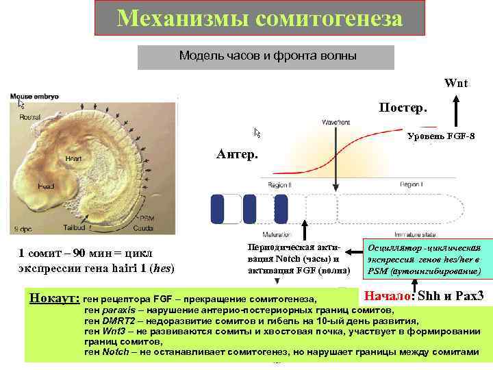 Механизмы сомитогенеза Модель часов и фронта волны Wnt Постер. Уровень FGF-8 Антер. 1 сомит