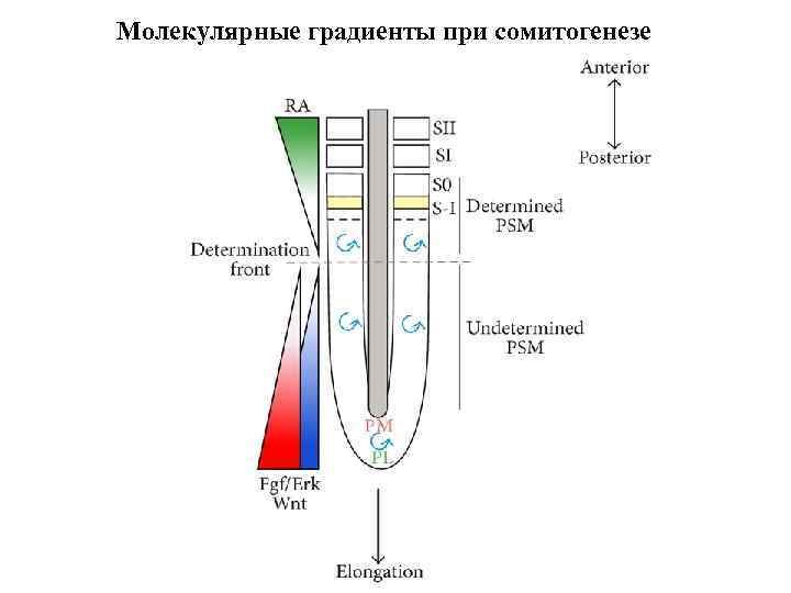 Молекулярные градиенты при сомитогенезе 