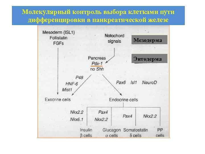 Молекулярный контроль выбора клетками пути дифференцировки в панкреатической железе Мезодерма Энтодерма 