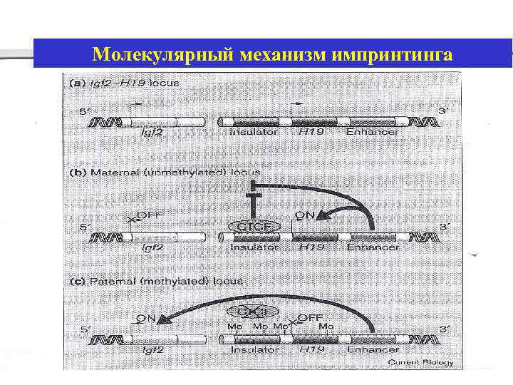 Молекулярный механизм импринтинга 