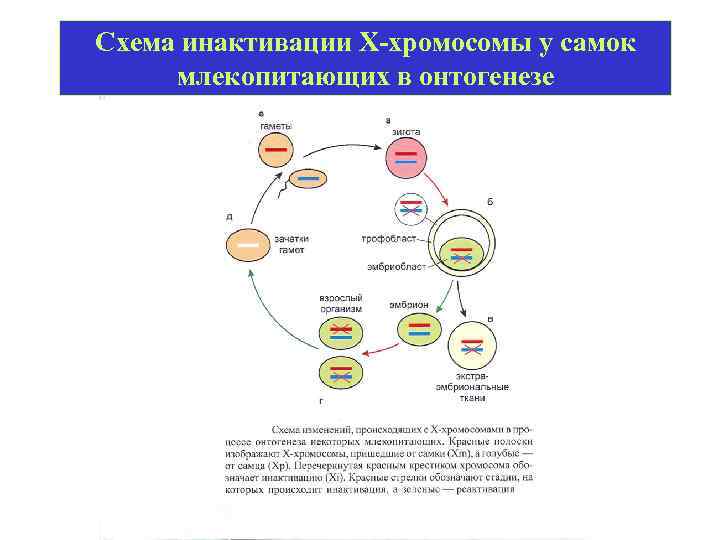Схема инактивации Х-хромосомы у самок млекопитающих в онтогенезе 