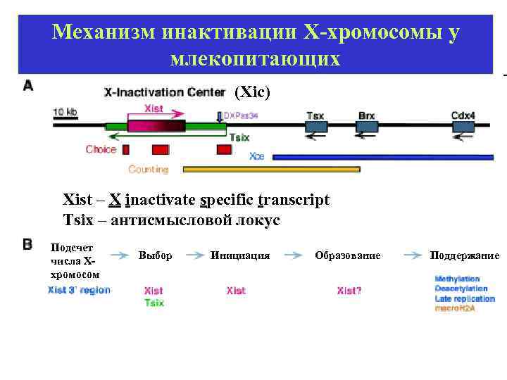 Механизм инактивации Х-хромосомы у млекопитающих (Xic) Xist – X inactivate specific transcript Tsix –