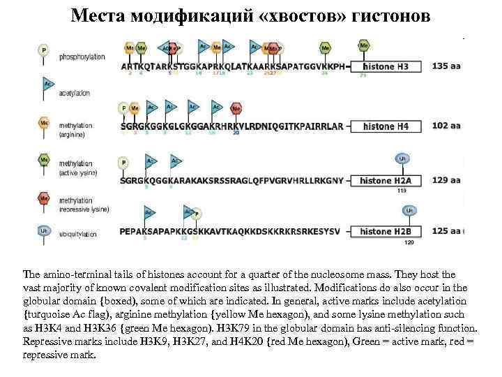 Места модификаций «хвостов» гистонов The amino-terminal tails of histones account for a quarter of