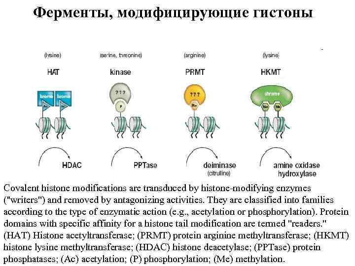 Ферменты, модифицирующие гистоны Covalent histone modifications are transduced by histone-modifying enzymes (''writers