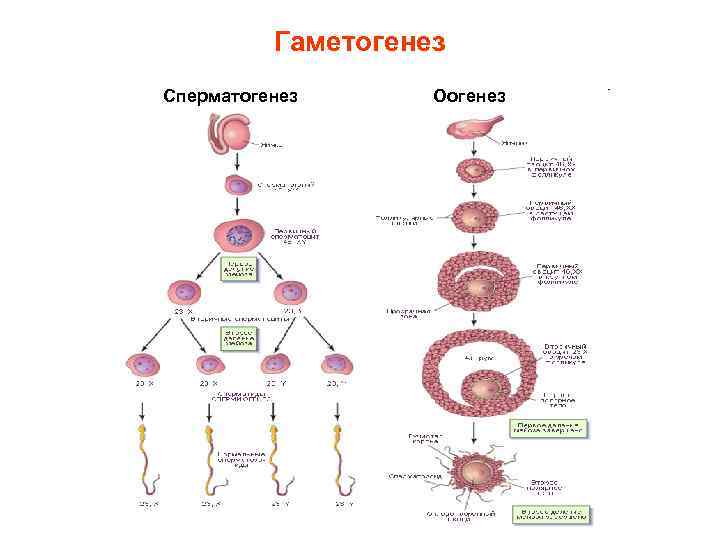 Гаметогенез Сперматогенез Оогенез 