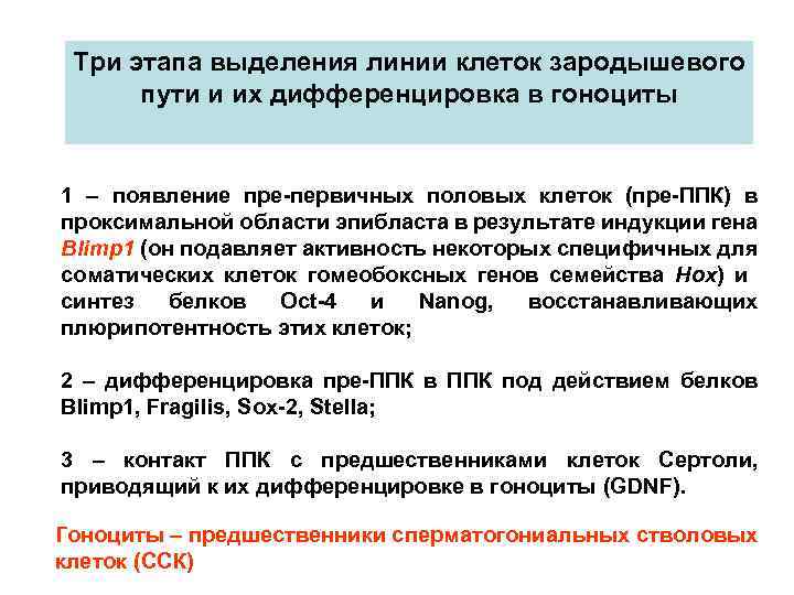 Три этапа выделения линии клеток зародышевого пути и их дифференцировка в гоноциты 1 –