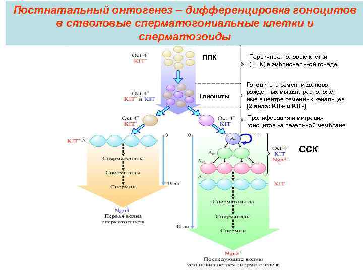 Постнатальный онтогенез – дифференцировка гоноцитов в стволовые сперматогониальные клетки и сперматозоиды ППК Гоноциты Первичные