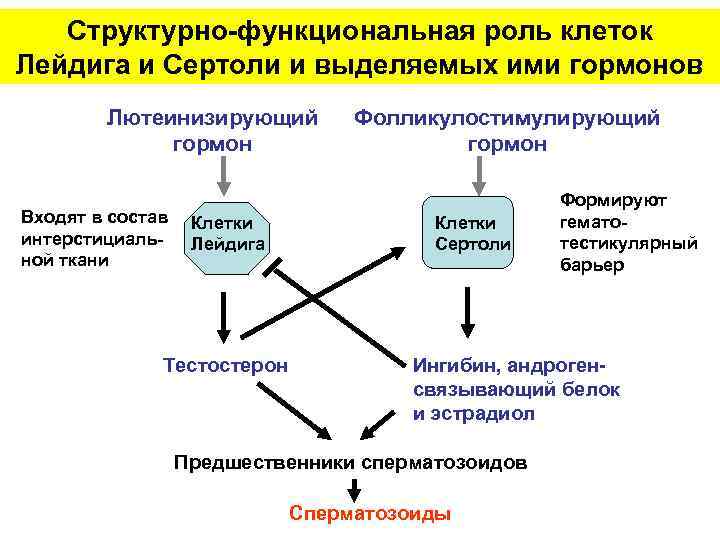 Структурно-функциональная роль клеток Лейдига и Сертоли и выделяемых ими гормонов Лютеинизирующий гормон Входят в