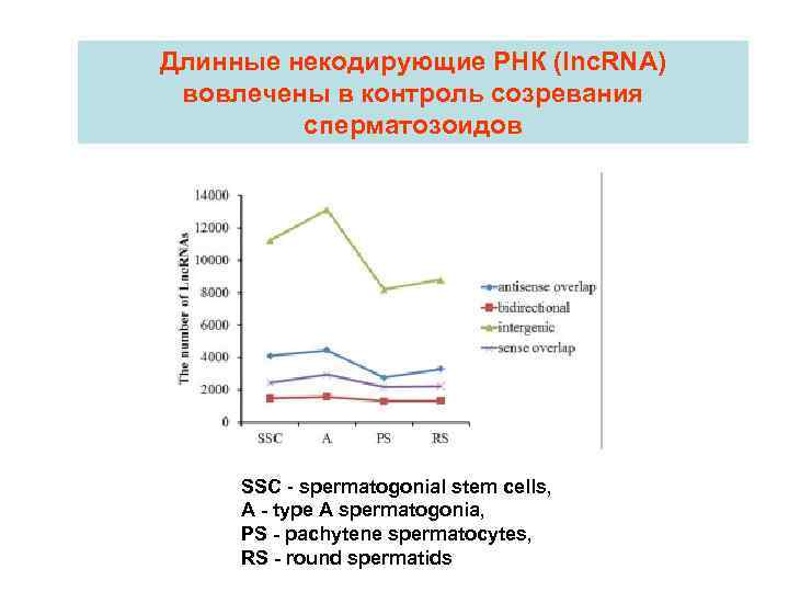 Длинные некодирующие РНК (lnc. RNA) вовлечены в контроль созревания сперматозоидов SSC - spermatogonial stem
