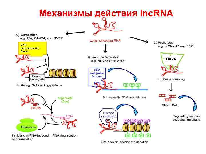 Механизмы действия lnc. RNA ДНК- связывающие белки РНКаза 