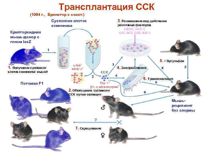  Трансплантация ССК (1994 г. , Бринстер с соавт. ) Суспензия клеток семенника 3.