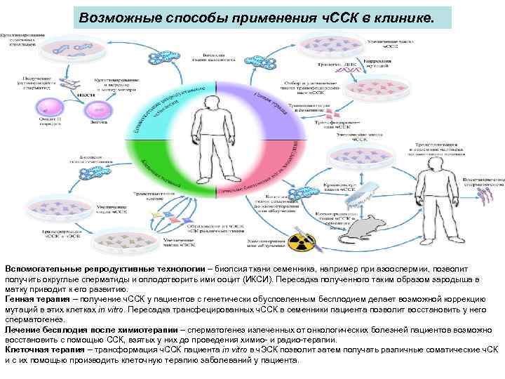 Возможные способы применения ч. ССК в клинике. Вспомогательные репродуктивные технологии – биопсия ткани семенника,