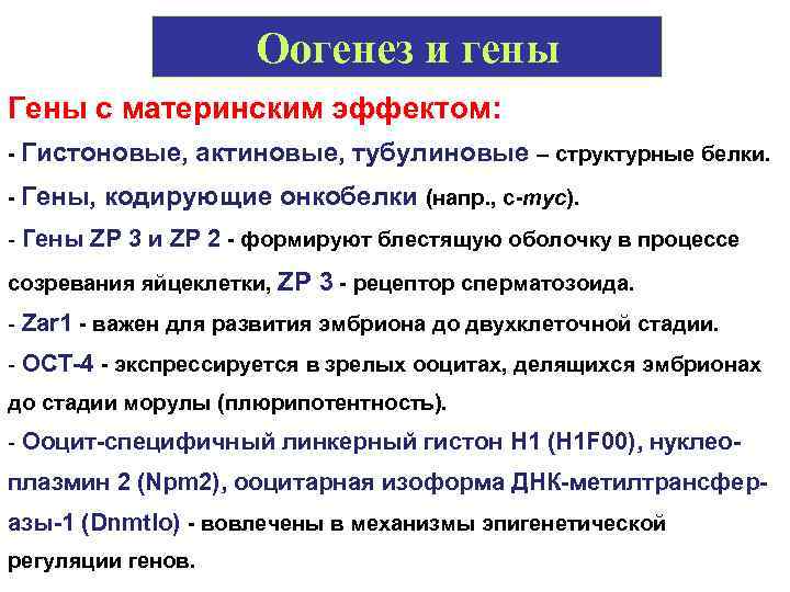 Оогенез и гены Гены с материнским эффектом: - Гистоновые, актиновые, тубулиновые – структурные белки.
