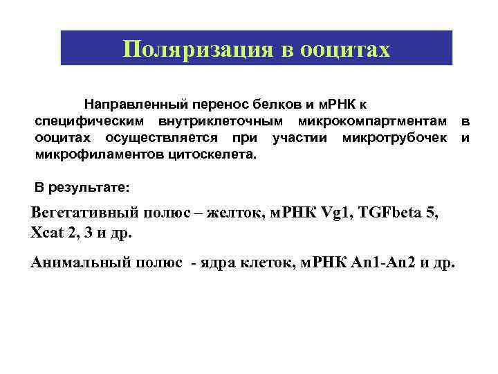 Поляризация в ооцитах Направленный перенос белков и м. РНК к специфическим внутриклеточным микрокомпартментам в