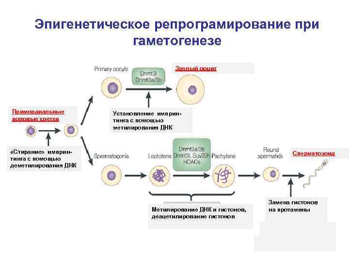 Эпигенетическое репрограмирование при гаметогенезе Зрелый ооцит Примордиальные половые клетки Установление имприн- тинга с помощью