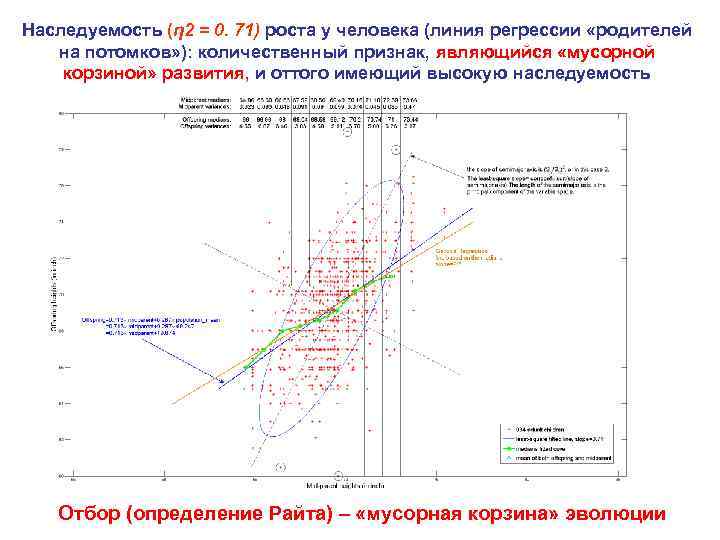 Наследуемость (η 2 = 0. 71) роста у человека (линия регрессии «родителей на потомков»
