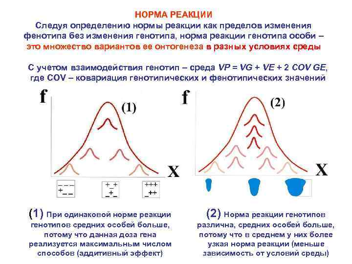 НОРМА РЕАКЦИИ Следуя определению нормы реакции как пределов изменения фенотипа без изменения генотипа, норма