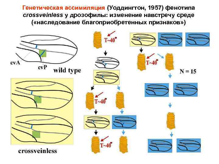Генетическая ассимиляция (Уоддингтон, 1957) фенотипа crossveinless у дрозофилы: изменение навстречу среде ( «наследование благоприобретенных