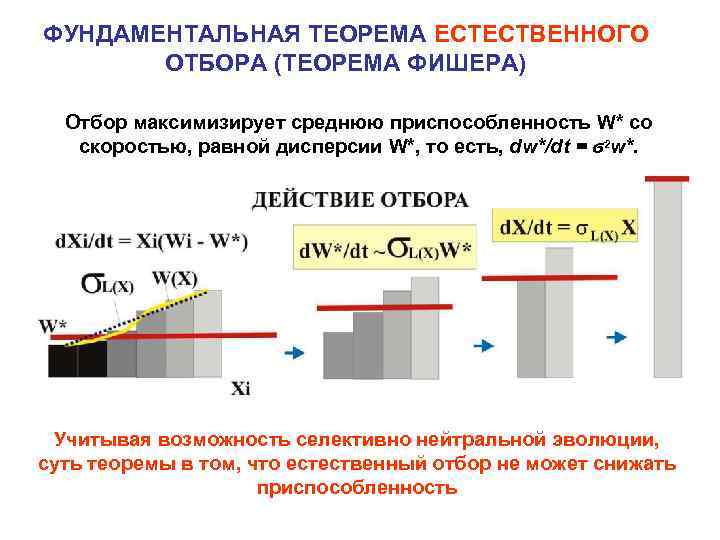 ФУНДАМЕНТАЛЬНАЯ ТЕОРЕМА ЕСТЕСТВЕННОГО ОТБОРА (ТЕОРЕМА ФИШЕРА) Отбор максимизирует среднюю приспособленность W* со скоростью, равной