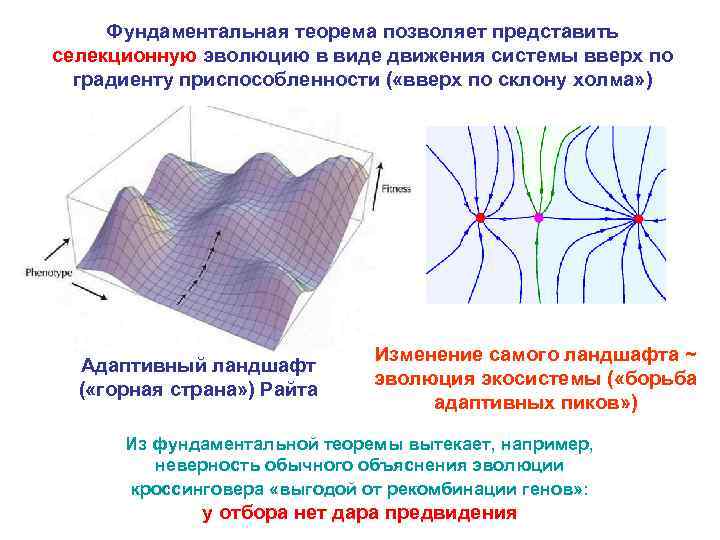 Фундаментальная теорема позволяет представить селекционную эволюцию в виде движения системы вверх по градиенту приспособленности